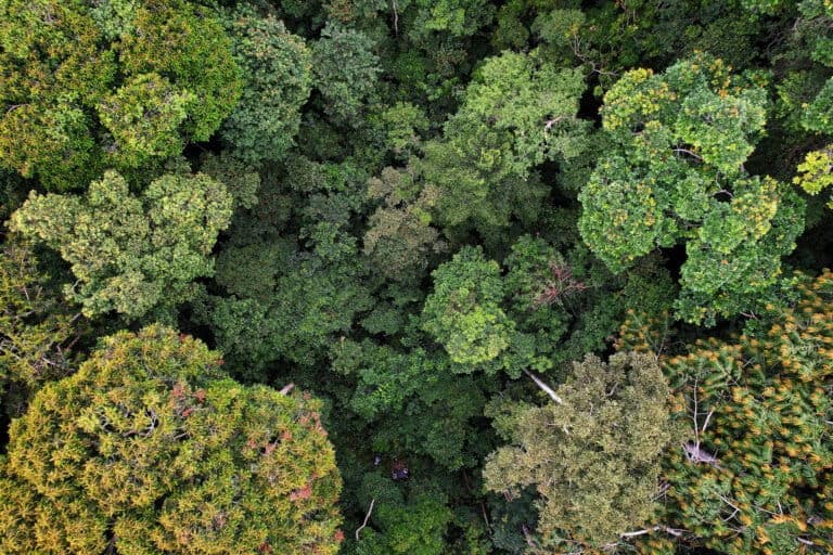 How a community defended its ancestral forest from logging