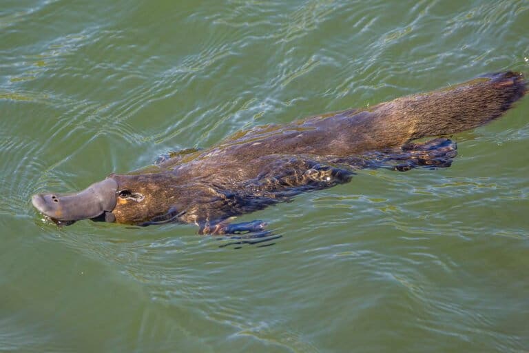 Are government subsidies undermining conservation efforts in Australia?