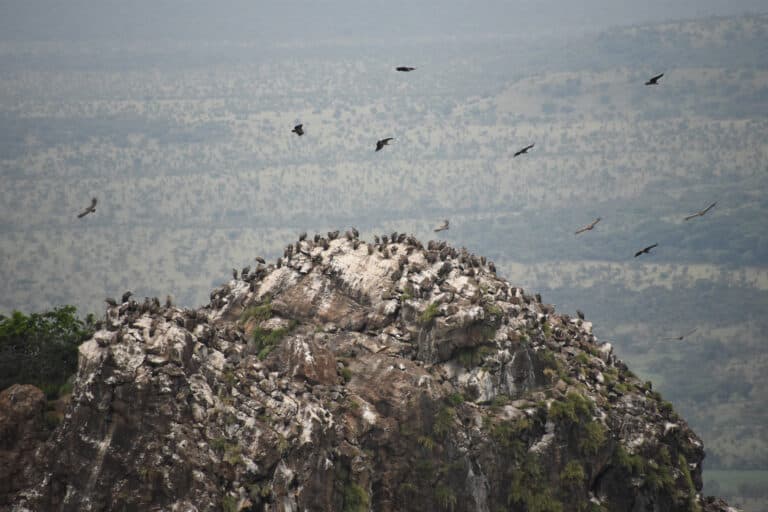 Satellite images identify vulture breeding colonies by their droppings
