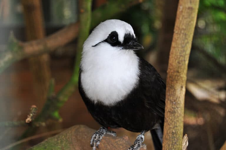 Songbird trade threatens lesser-known ‘master birds’ with secondary extinctions: Study